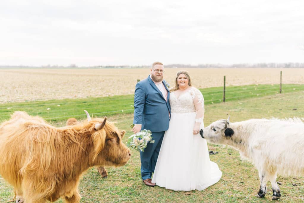 wedding cow first look