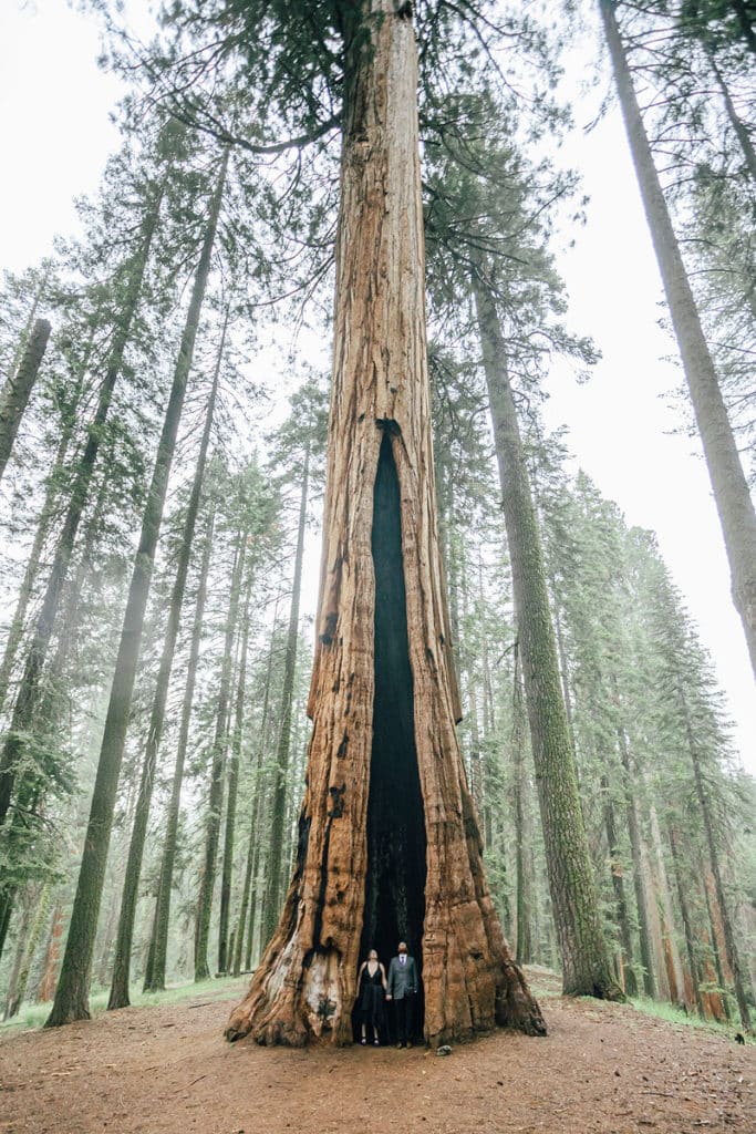 sequoia national park engagement tree