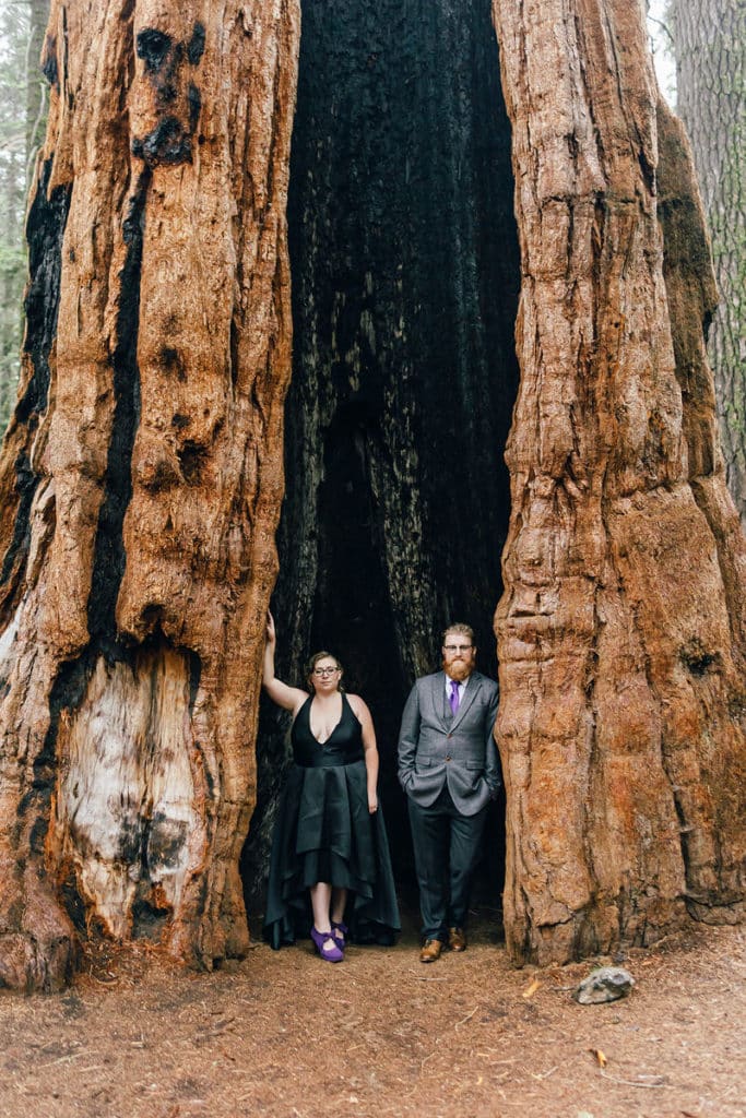 sequoia national park engagement tree portrait